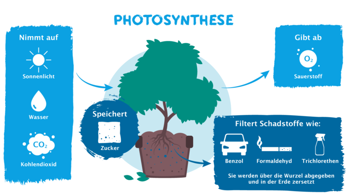 modellhafte Darstellung der Photosynthese