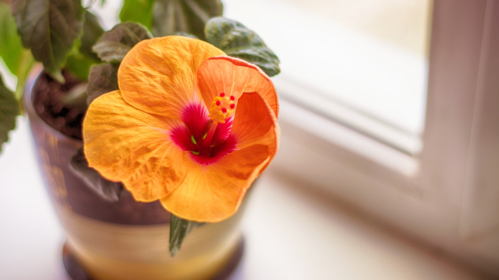 Hibiskus als Topfpflanze