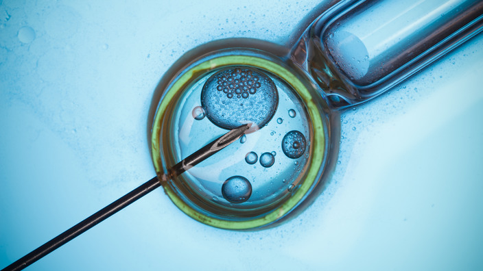 Eizelle wird in-vitro befruchtet