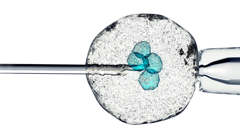 Zelle, die von einer Pipette und einer Nadel gehalten wird
