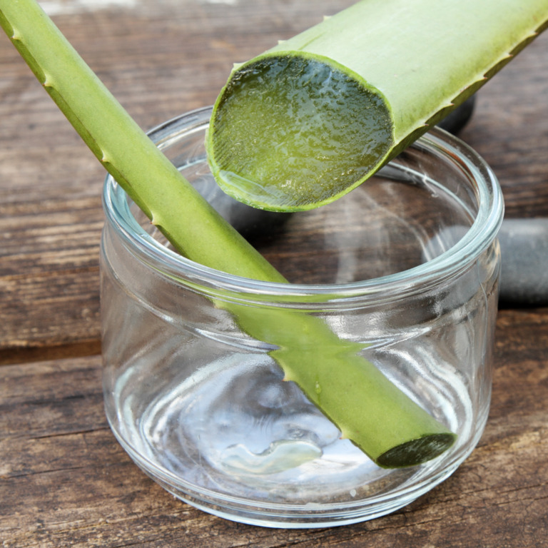 Stück einer Aloe-vera-Pflanze in einem Glas