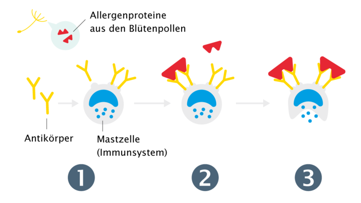 schematischer Ablauf einer allergischen Reaktion