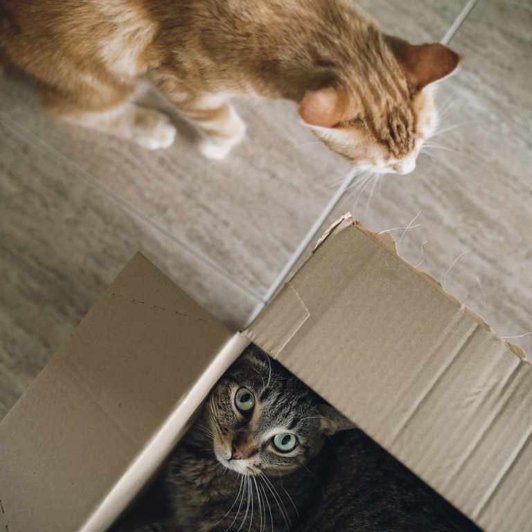 Katzen spielen mit leeren Kartons