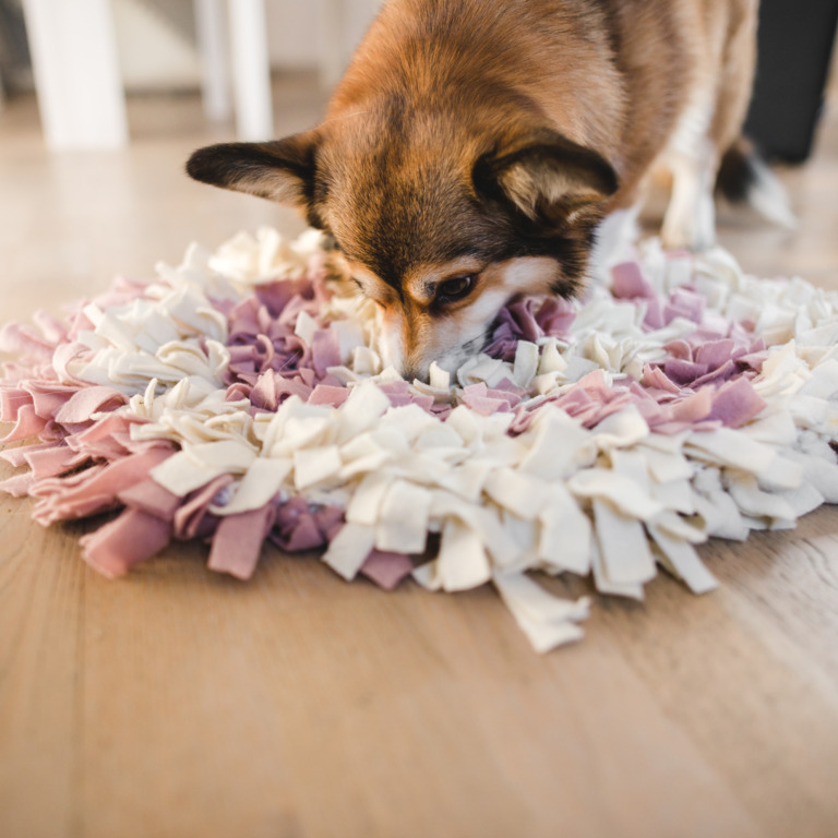 Hund schnüffelt in seiner Suchdecke