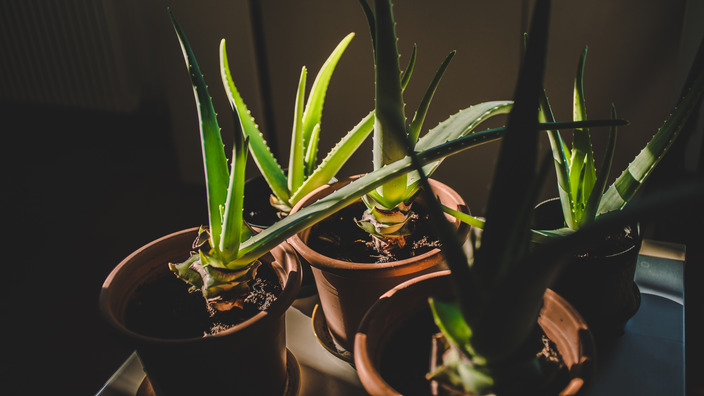 Aloe-Vera Topfpflanzen