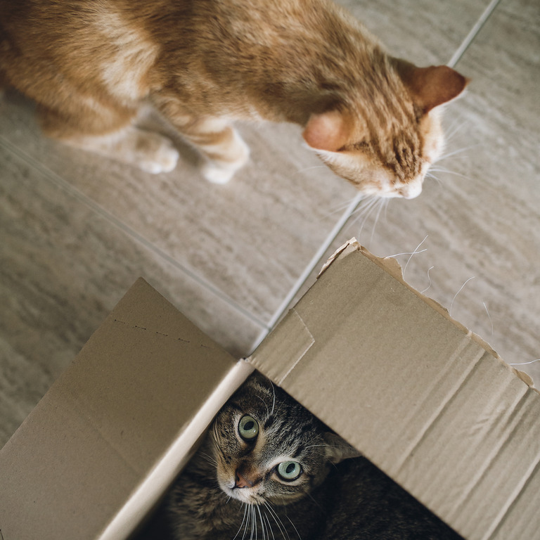 Katzen spielen mit leeren Kartons